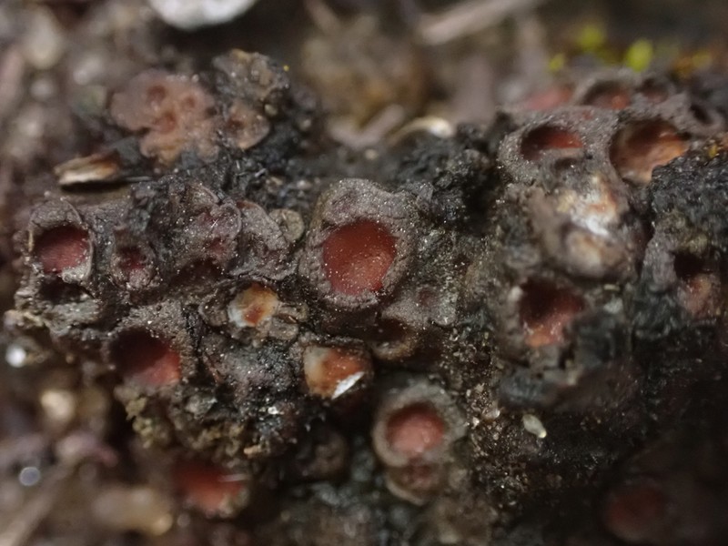 Heppia adglutinata photo 3