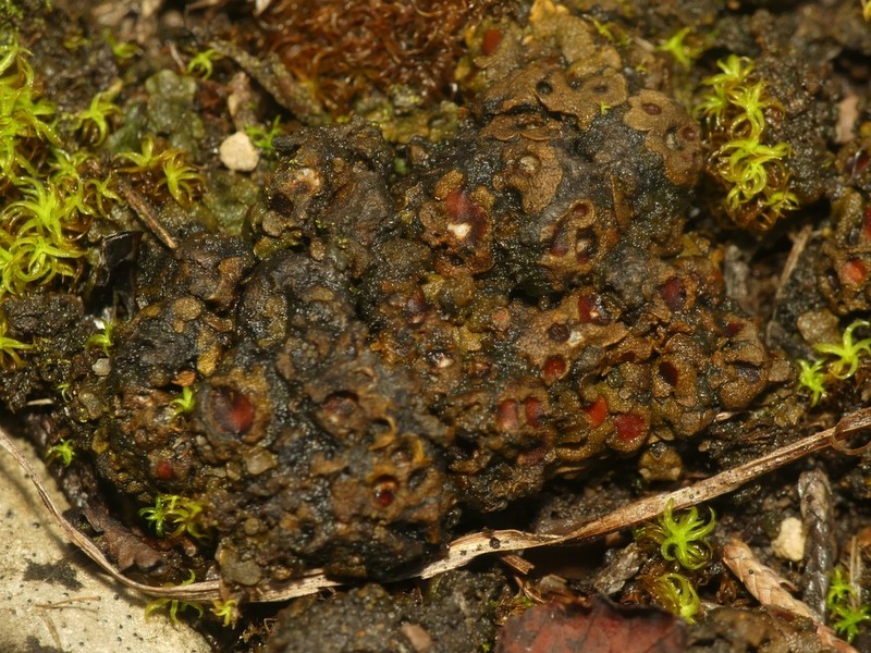 Heppia adglutinata photo 4
