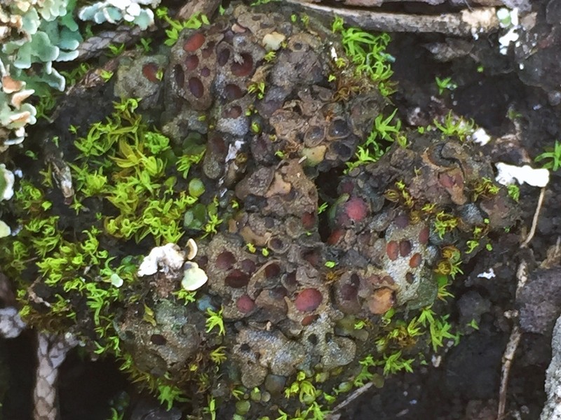 Heppia adglutinata photo 5