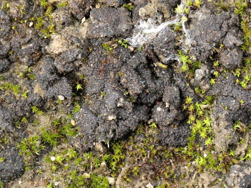 Heppia Lichen