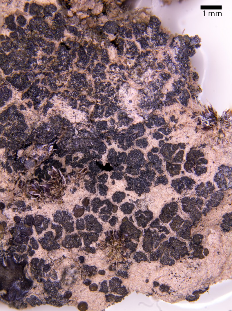 Heppia Lichen photo 2