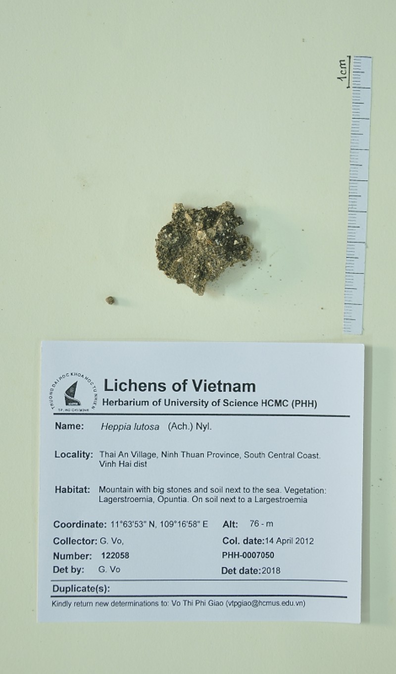 Heppia Lichen photo 3