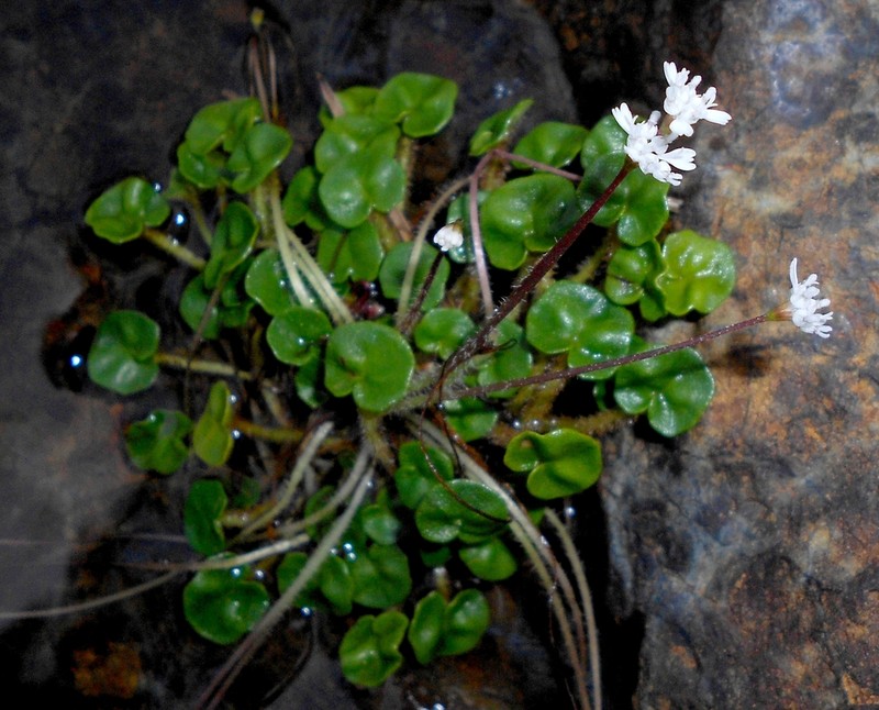 Heptanthus cordifolius