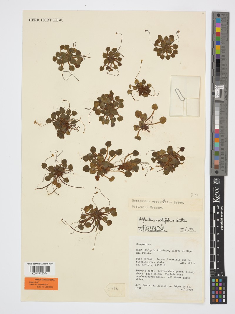 Heptanthus cordifolius photo 3