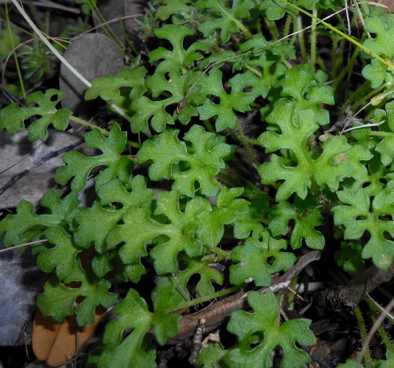 Heptanthus lobatus photo 2
