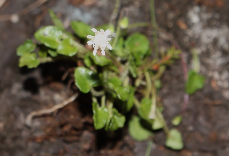 Heptanthus shaferi photo 2