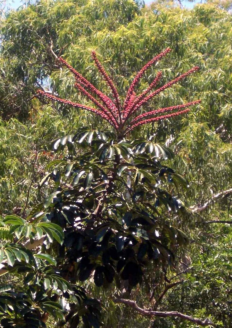 Octopus Tree photo 3