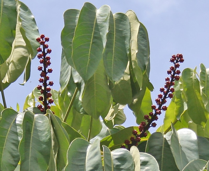 Octopus Tree photo 4