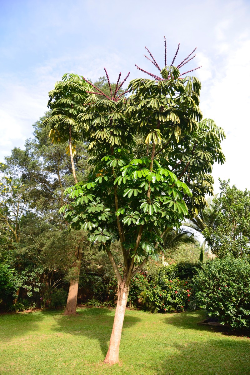 Octopus Tree photo 5