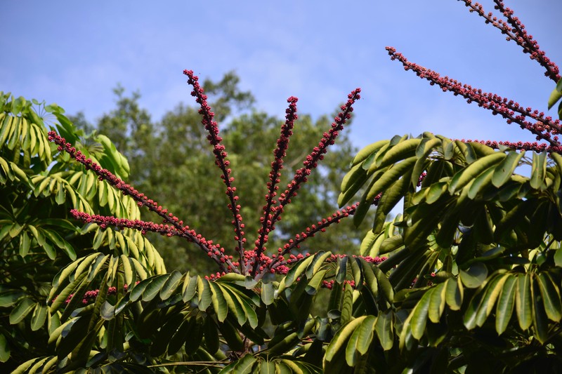 Octopus Tree photo 6