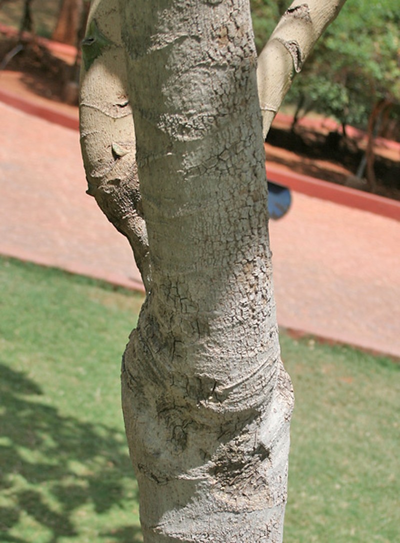 Octopus Tree photo 7