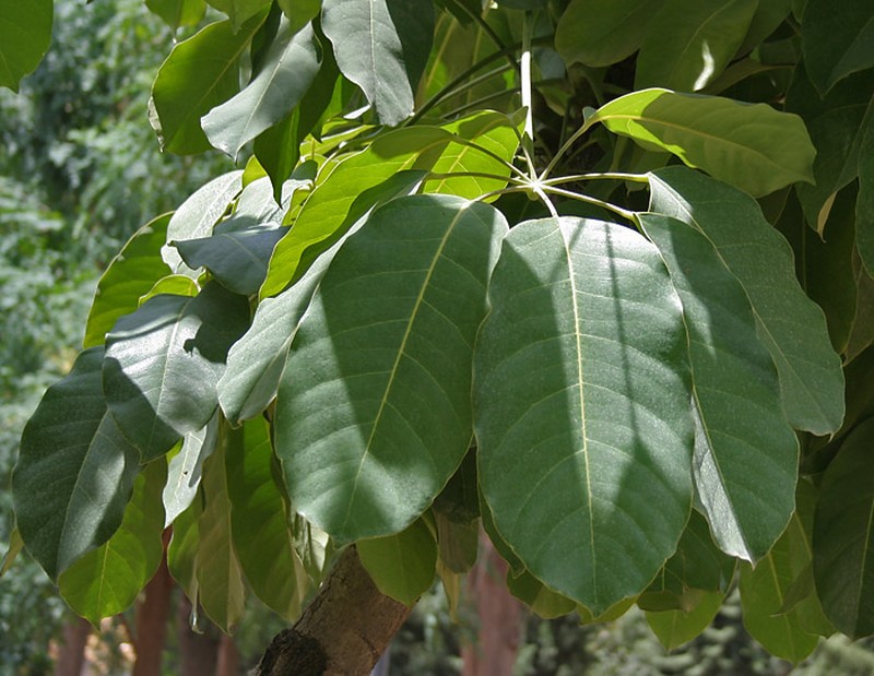 Octopus Tree photo 8