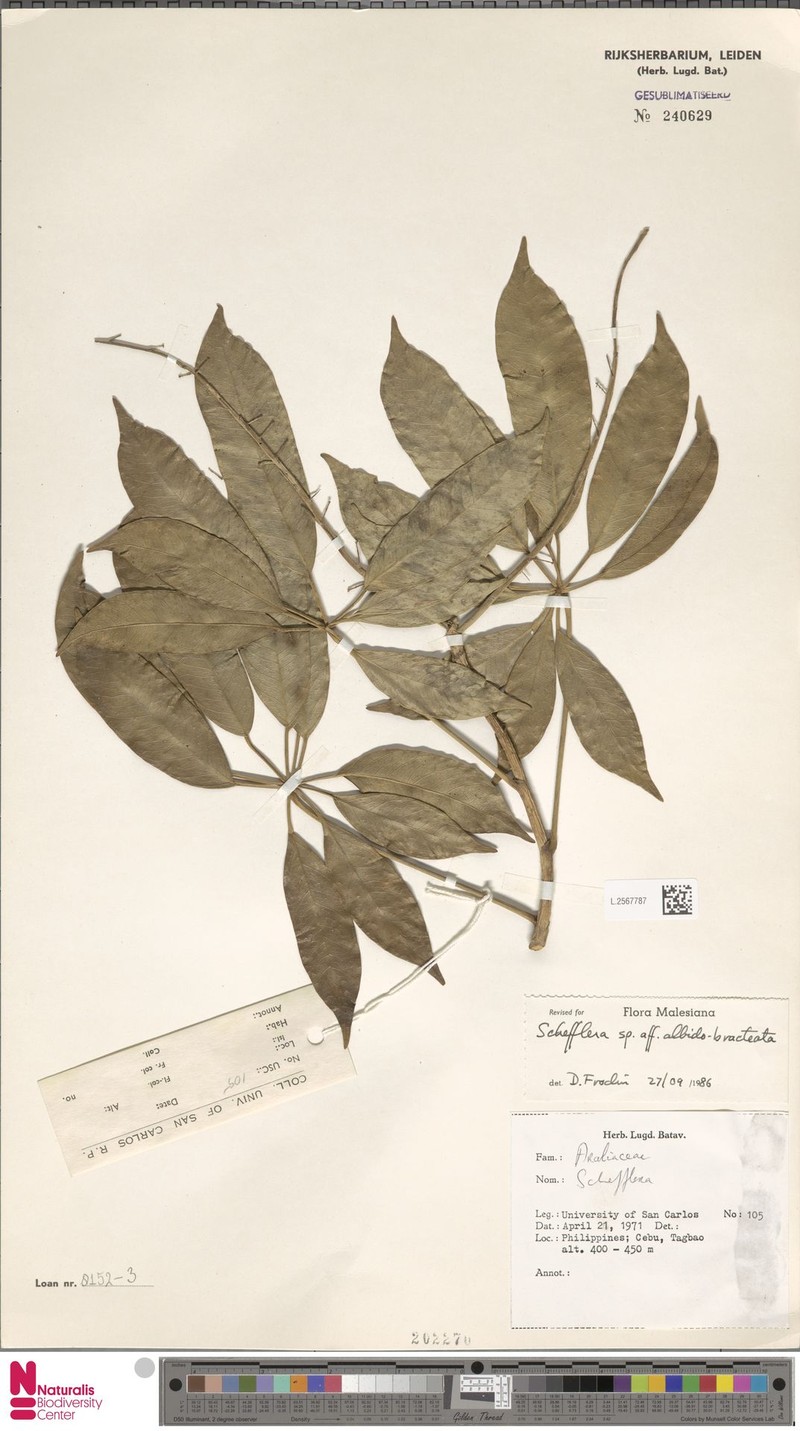 Heptapleurum albidobracteatum