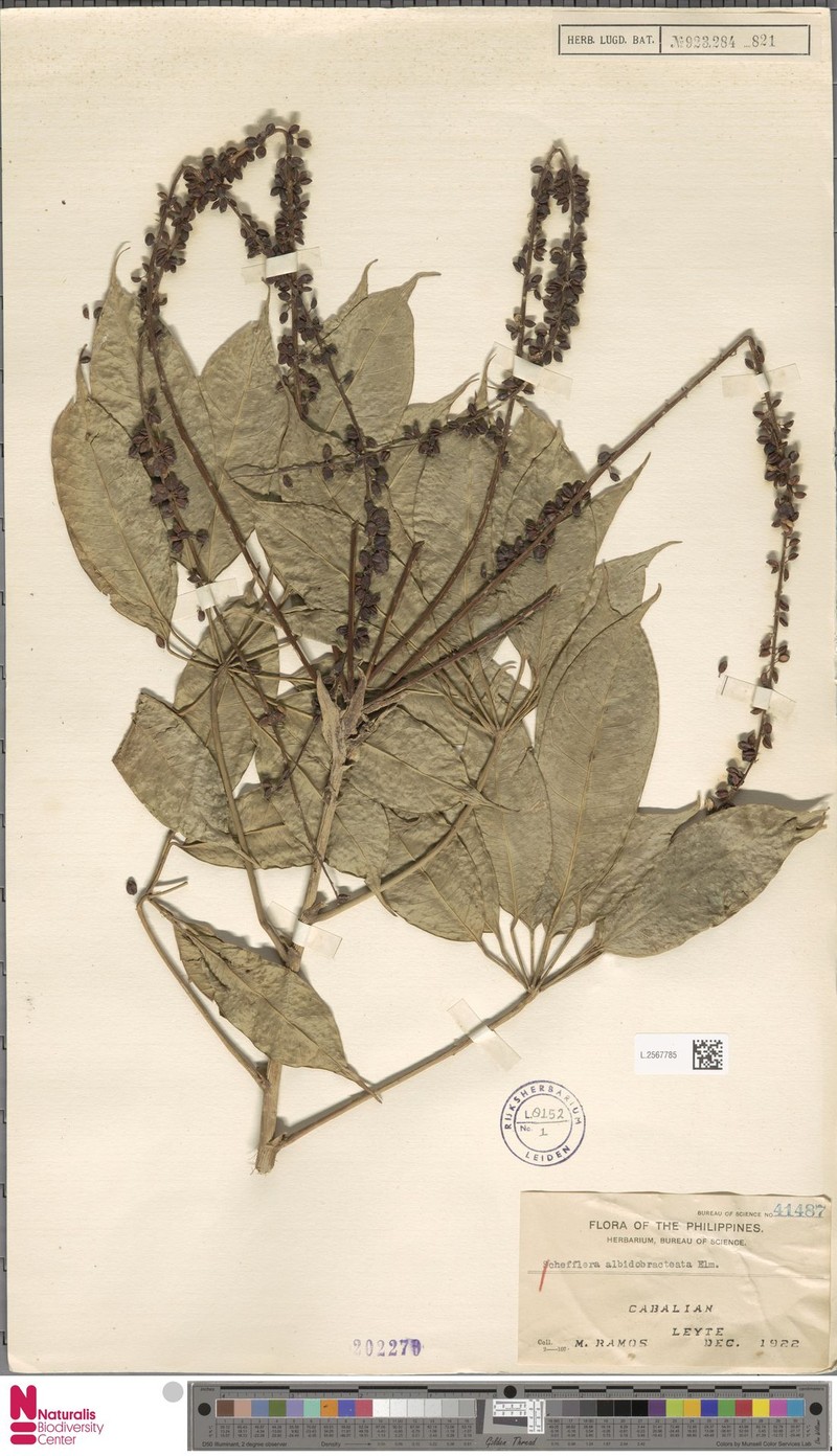 Heptapleurum albidobracteatum photo 2