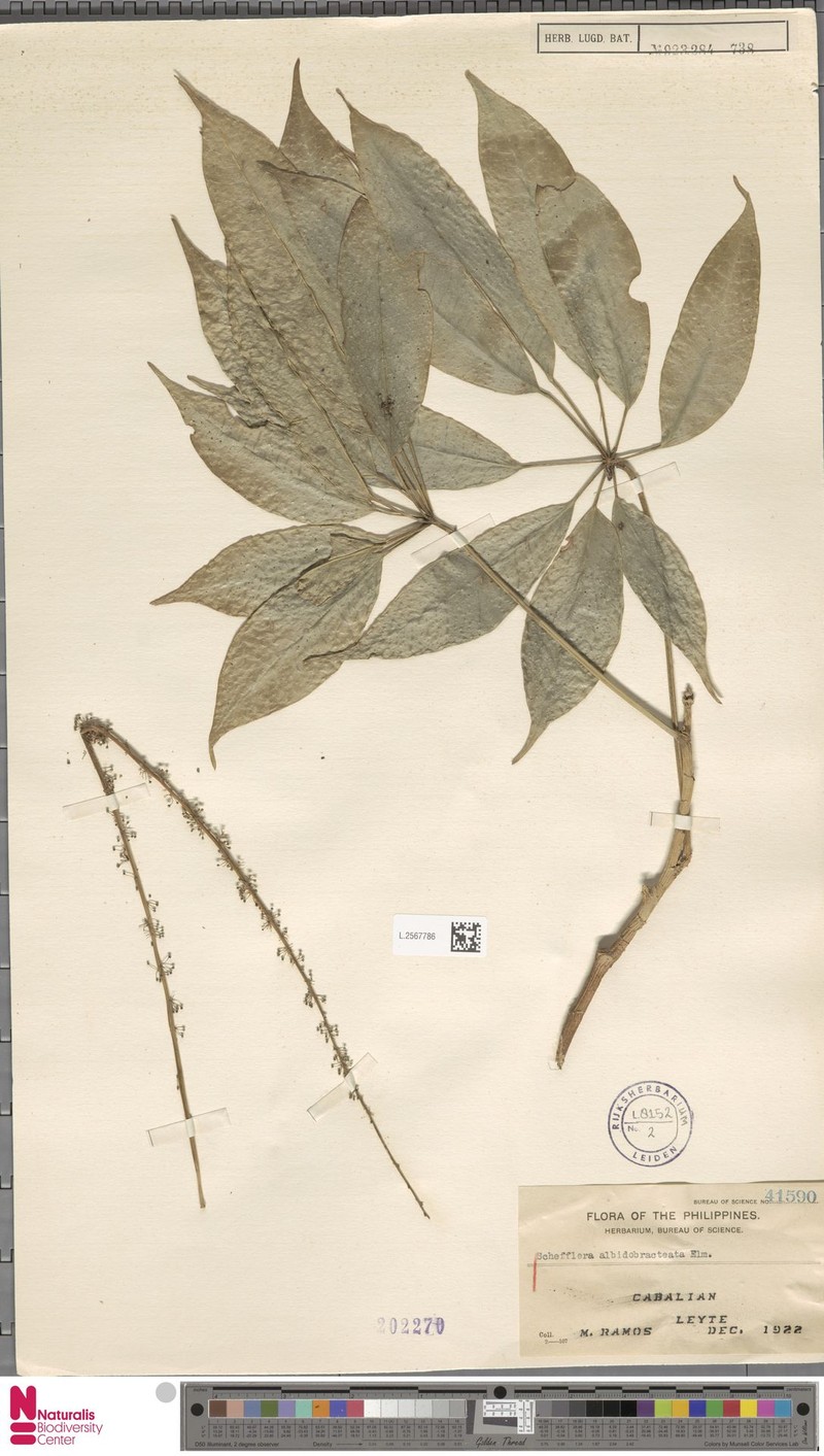 Heptapleurum albidobracteatum photo 3