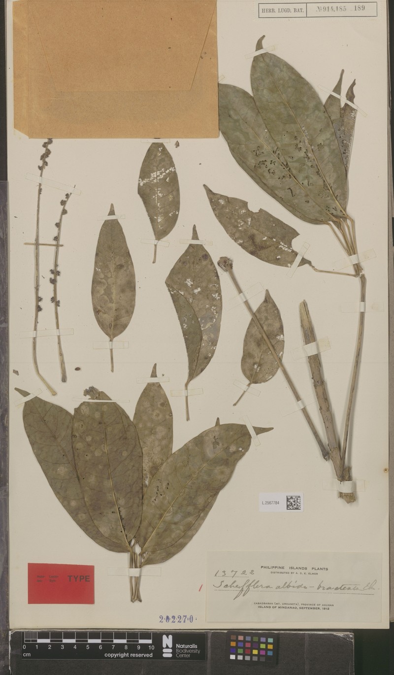 Heptapleurum albidobracteatum photo 4