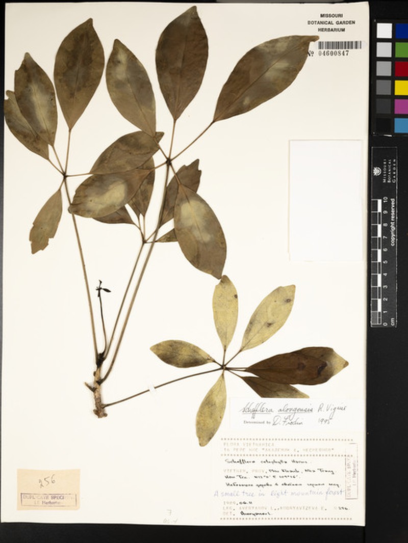 Heptapleurum alongense