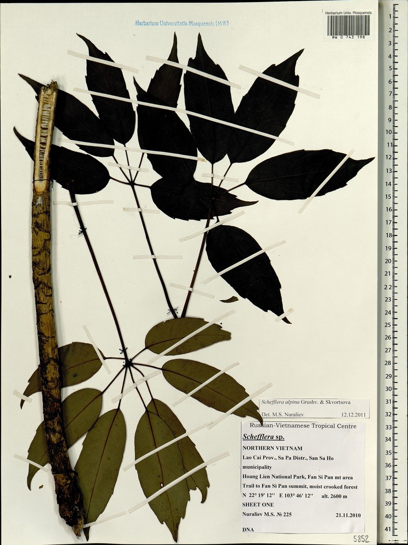 Heptapleurum alpinum