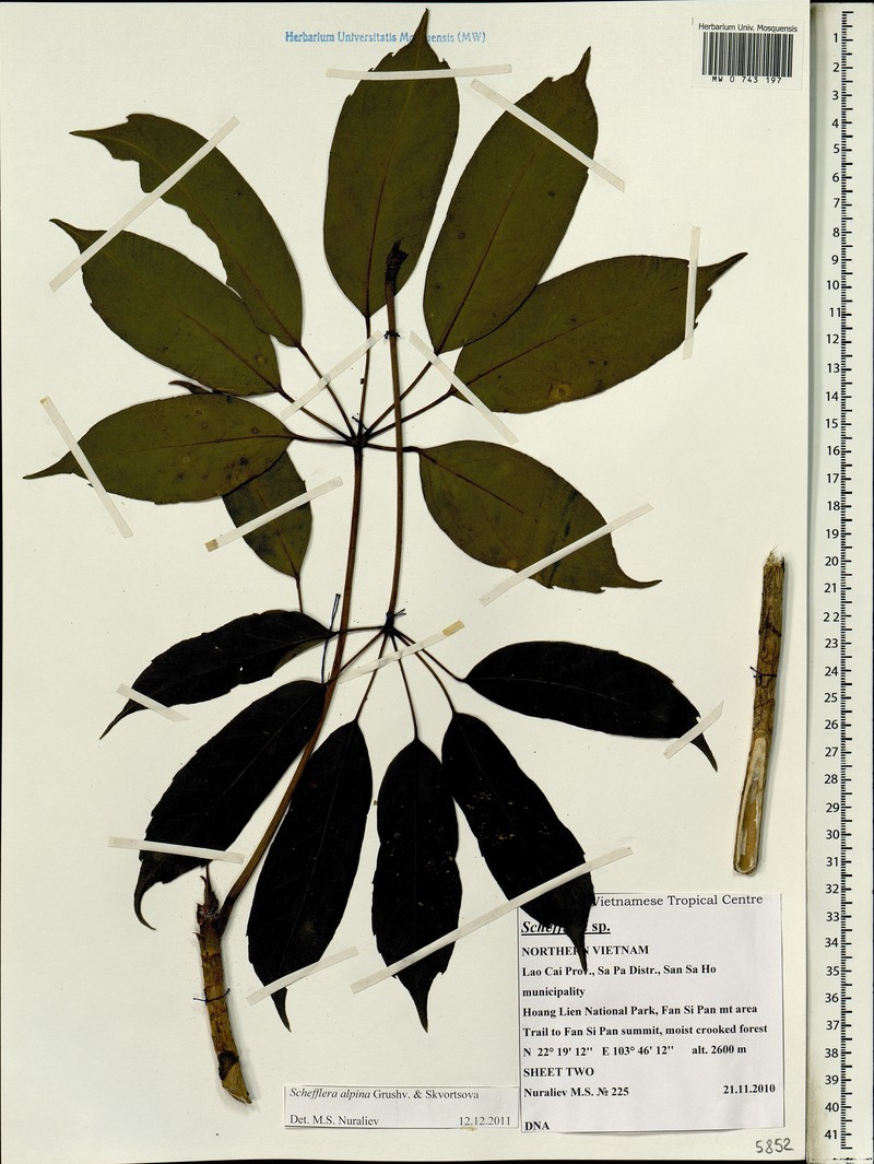 Heptapleurum alpinum photo 2