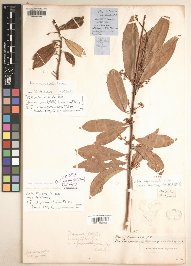Heptapleurum altigenum