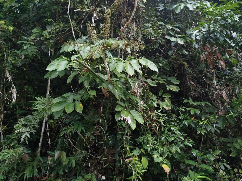 Heptapleurum alvarezii photo 2
