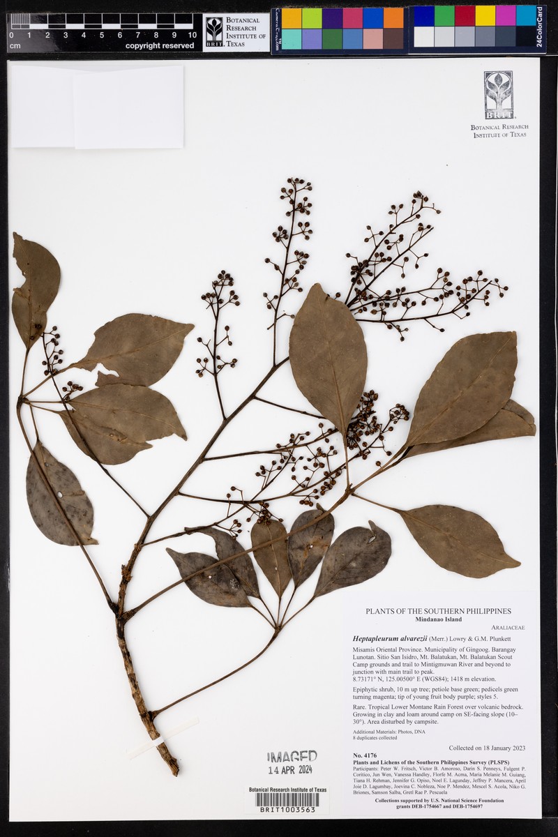 Heptapleurum alvarezii photo 4