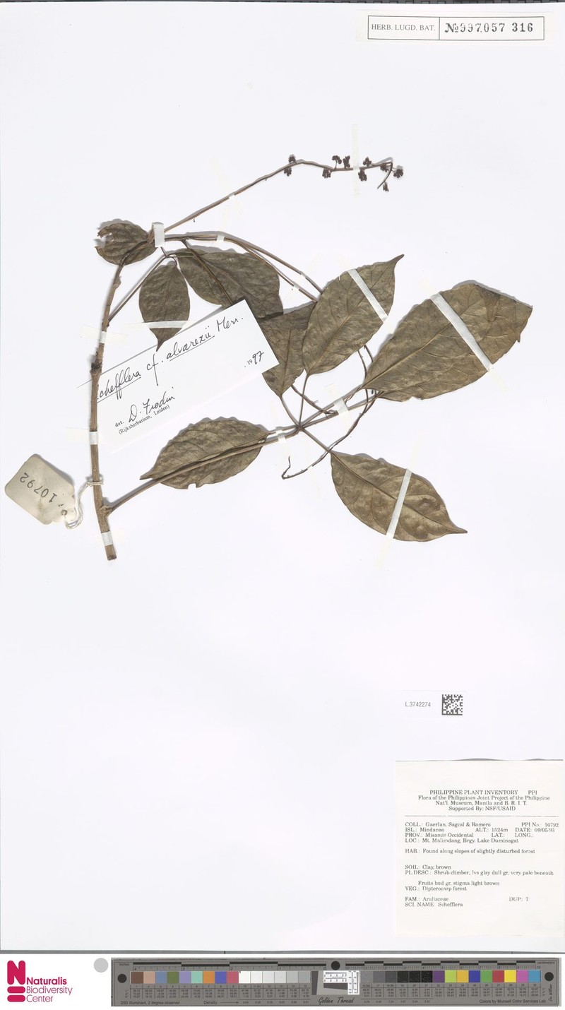 Heptapleurum alvarezii photo 5
