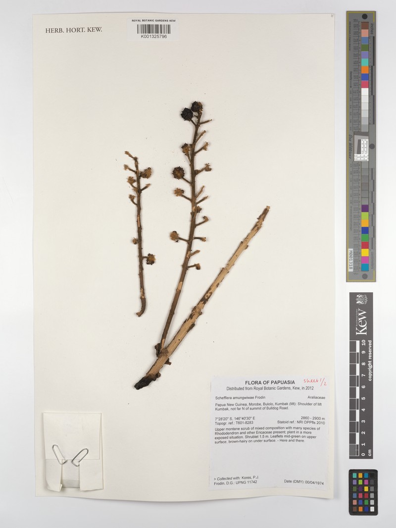Heptapleurum amungwiwae