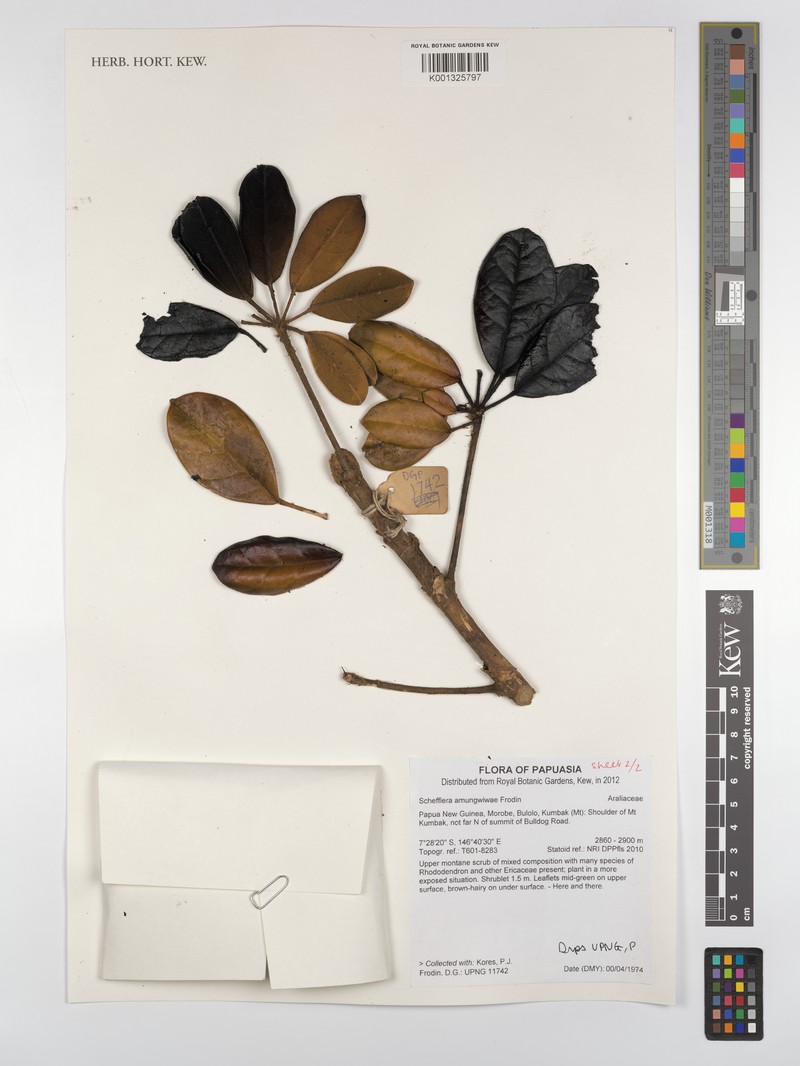 Heptapleurum amungwiwae photo 2