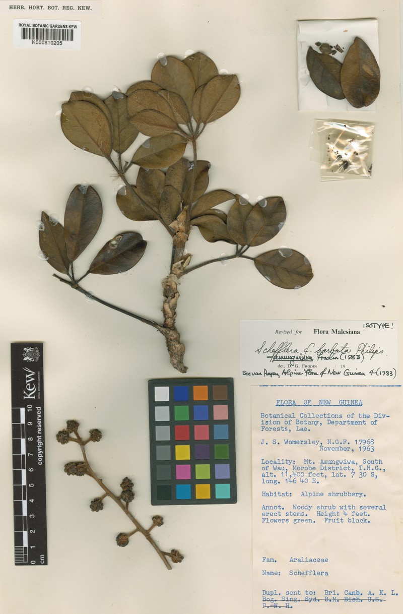 Heptapleurum amungwiwae photo 3