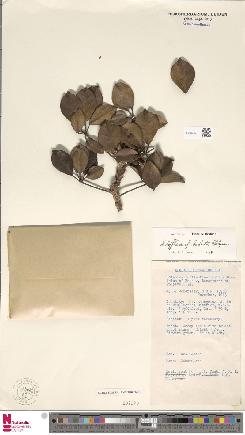Heptapleurum amungwiwae photo 4