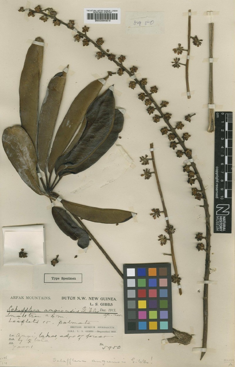 Heptapleurum angiense