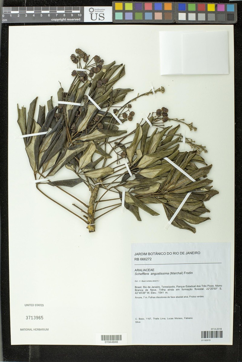 Heptapleurum angustifolium