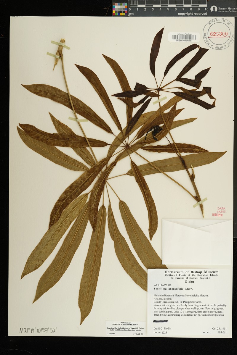 Heptapleurum angustifolium photo 2