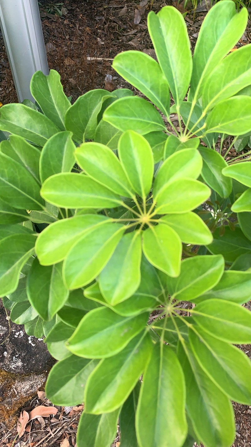 Dwarf Umbrella Tree