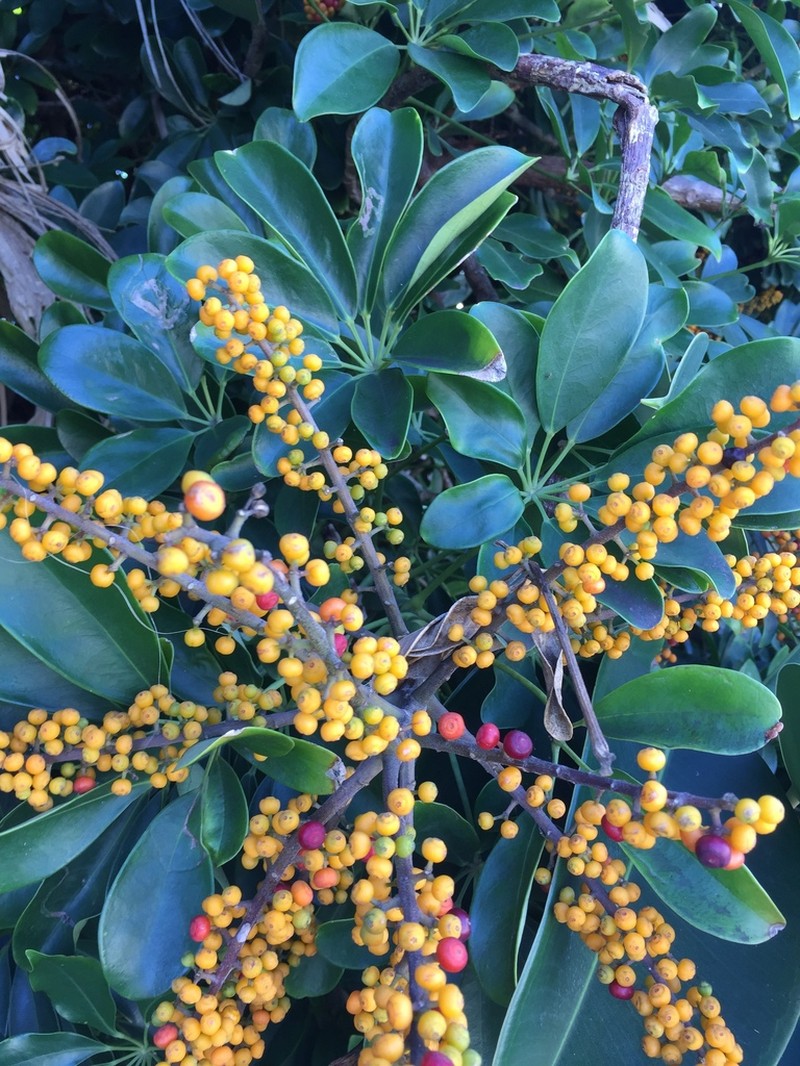 Dwarf Umbrella Tree photo 2