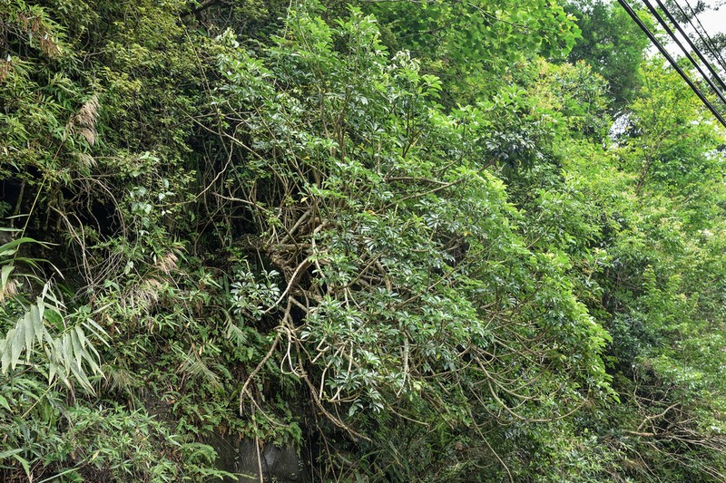 Dwarf Umbrella Tree photo 3