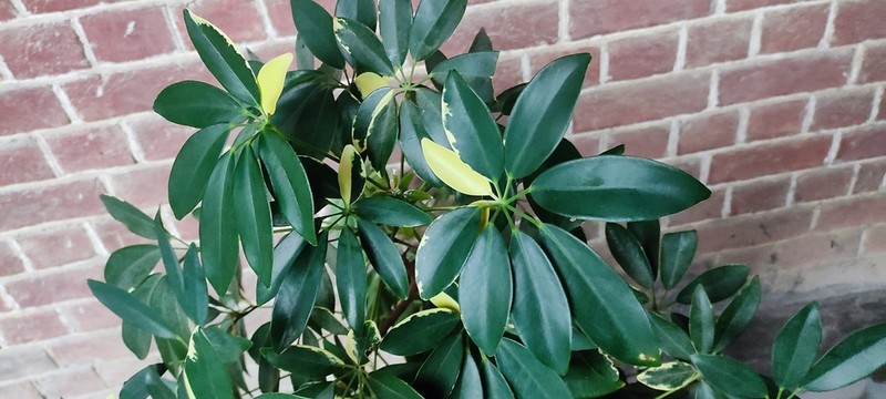 Dwarf Umbrella Tree photo 4