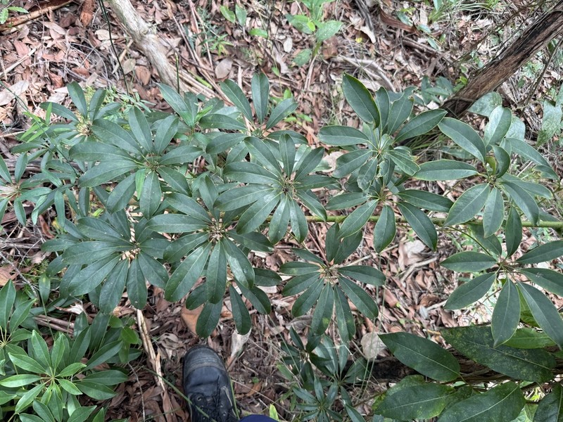 Dwarf Umbrella Tree photo 5