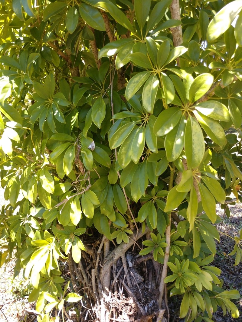 Dwarf Umbrella Tree photo 6