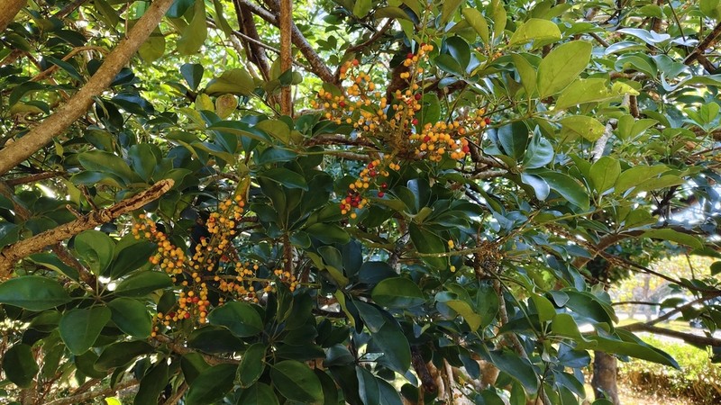 Dwarf Umbrella Tree photo 7
