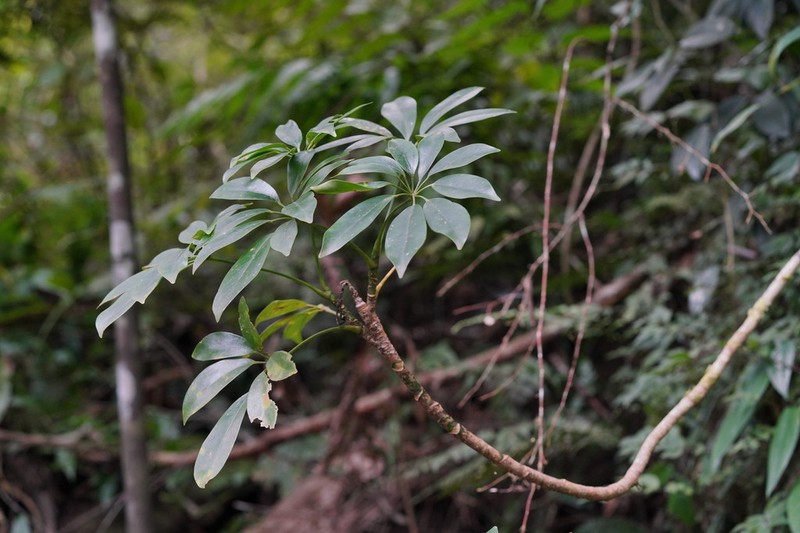 Dwarf Umbrella Tree photo 8