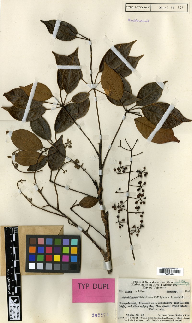 Heptapleurum archboldianum