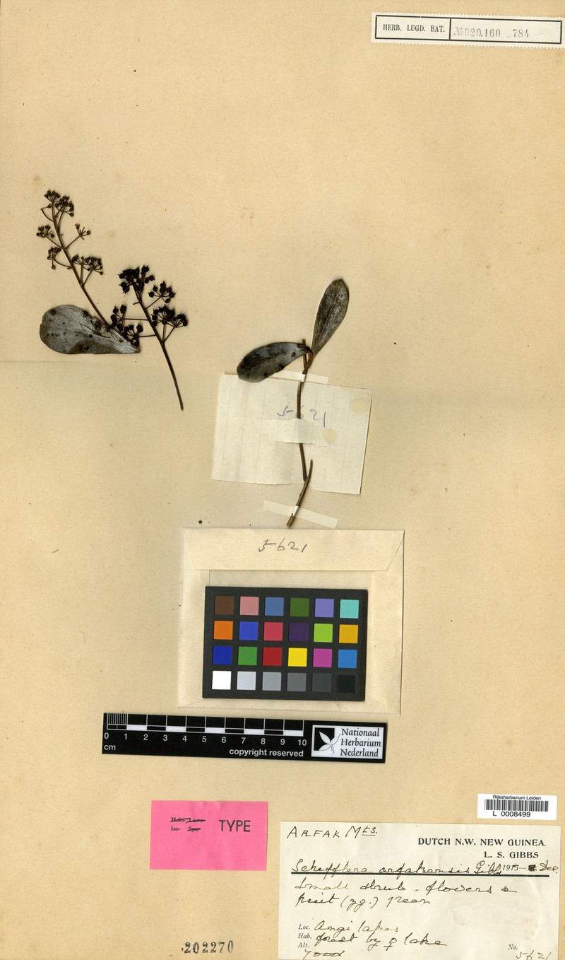 Heptapleurum arfakense
