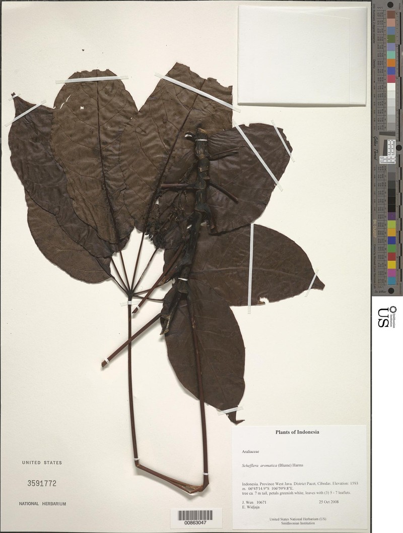 Heptapleurum aromaticum