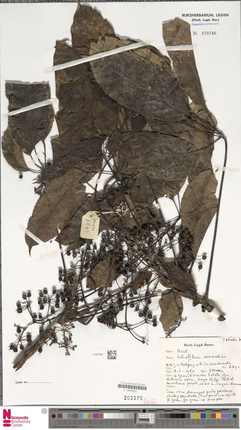 Heptapleurum aromaticum photo 2