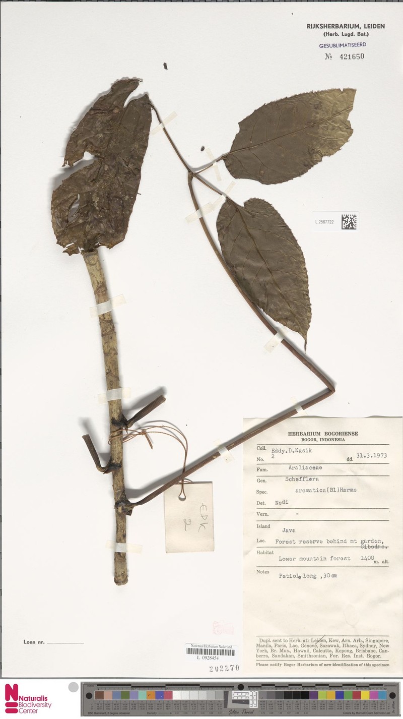 Heptapleurum aromaticum photo 3