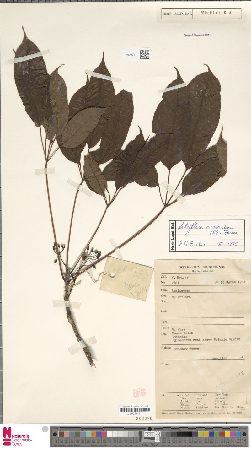 Heptapleurum aromaticum photo 4