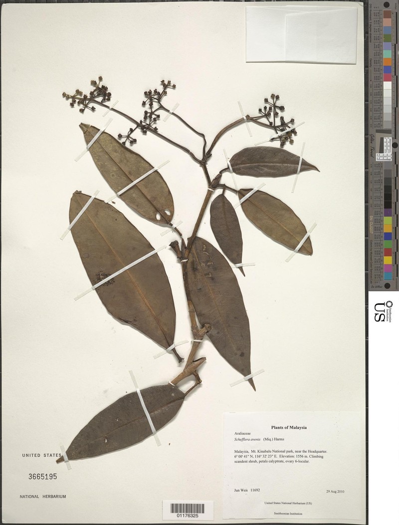 Heptapleurum avene var. cinnameociliatum