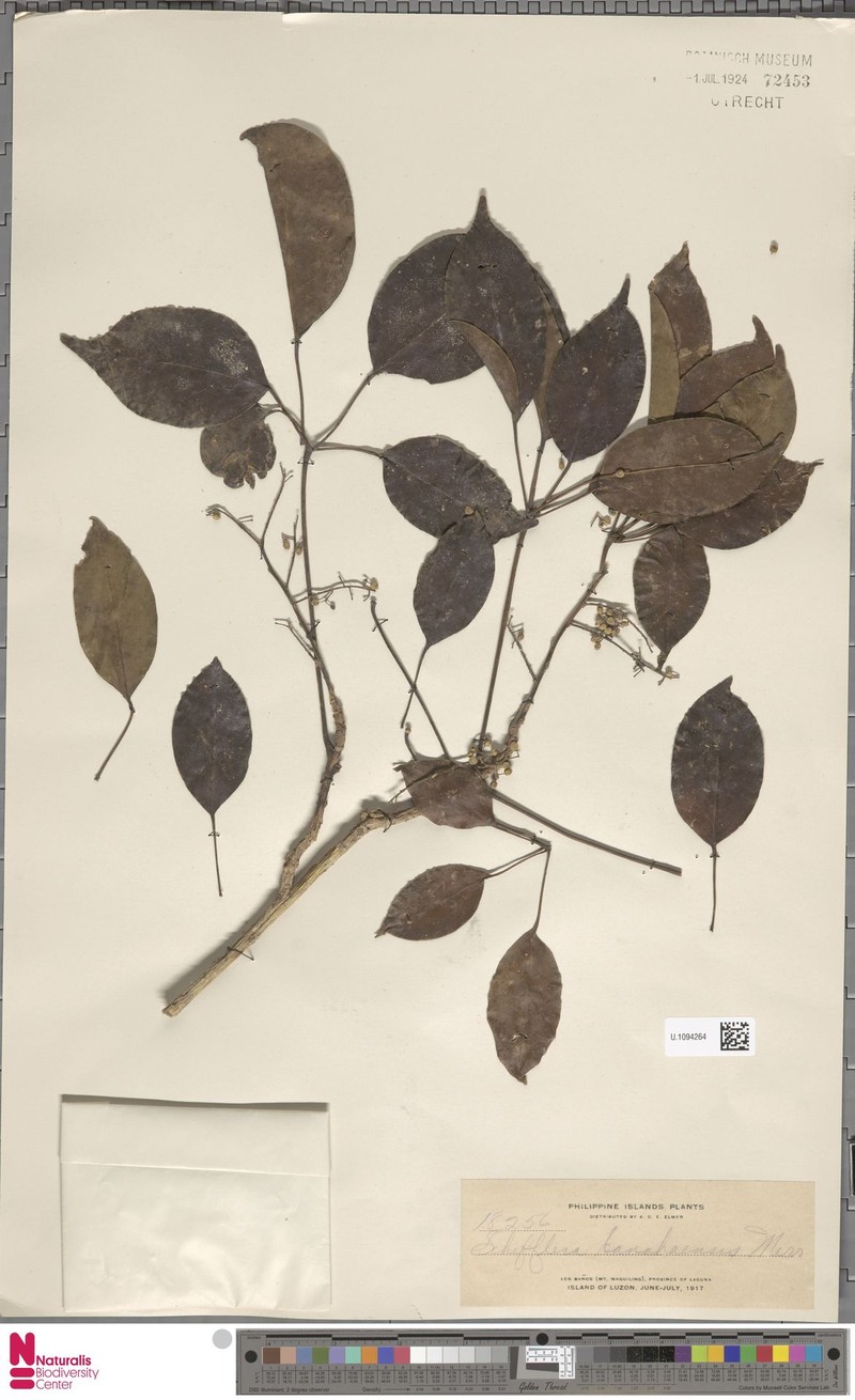 Heptapleurum banahaense